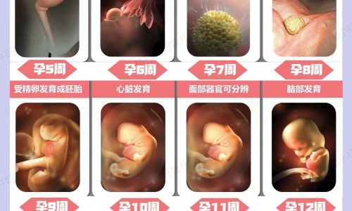 怀孕初期能吃三文鱼吗